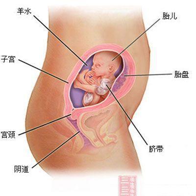 关于胎动与胎儿性别的关系，一直存在着许多有趣的说法和传说。其中，三个月胎动是男是女这一话题更是备受关注。下面就来探讨一下这一话题。