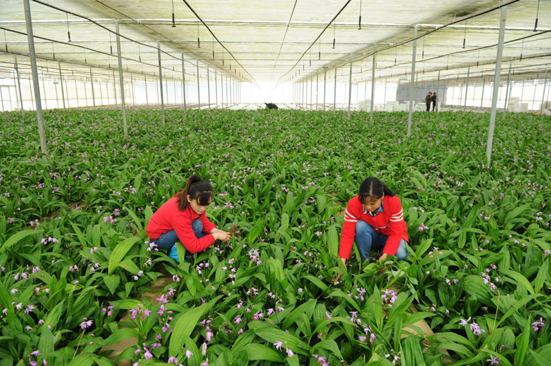 广东种植白芨有限公司，引领中药材产业的绿色先锋