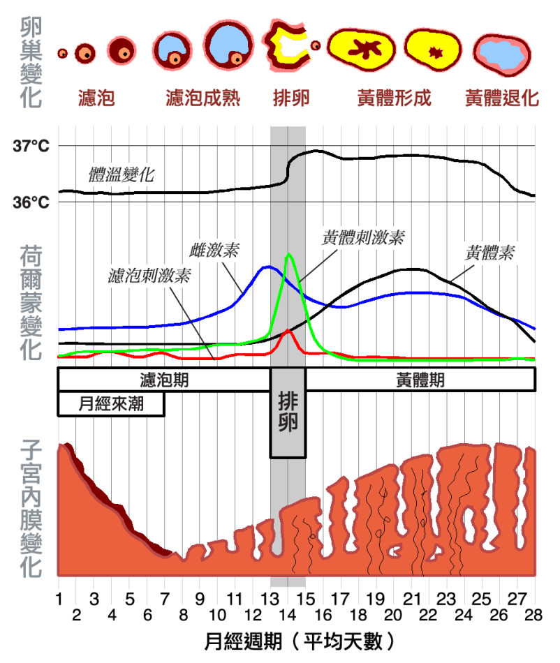 关于女性生理现象——大姨妈三个月来一次