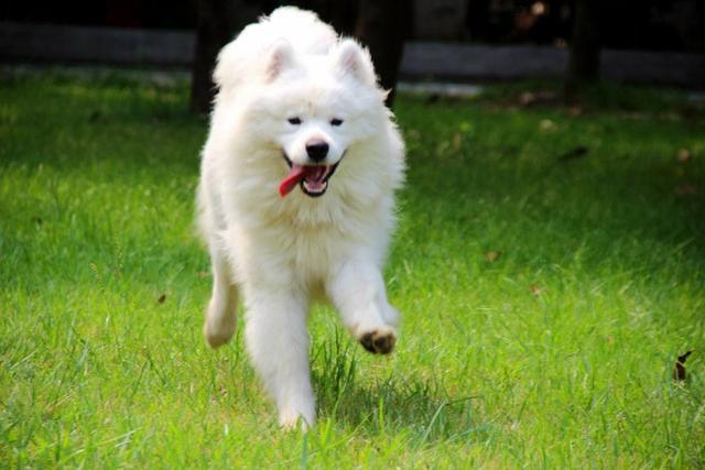 萨摩犬一个月狗粮消耗解析