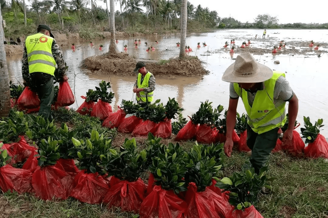 广东省红树林奖，致敬生态守护者的卓越贡献