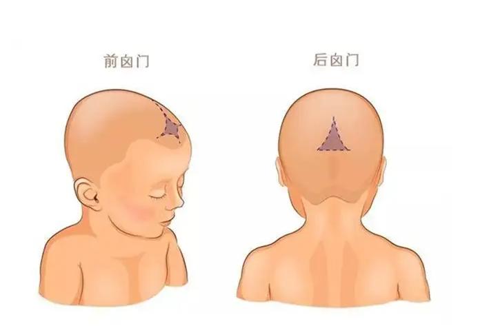 宝宝七个月前囟闭合的成长历程