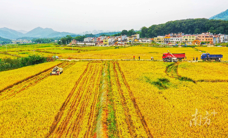 广东省粮食安全基地建设的重要性及其长远影响